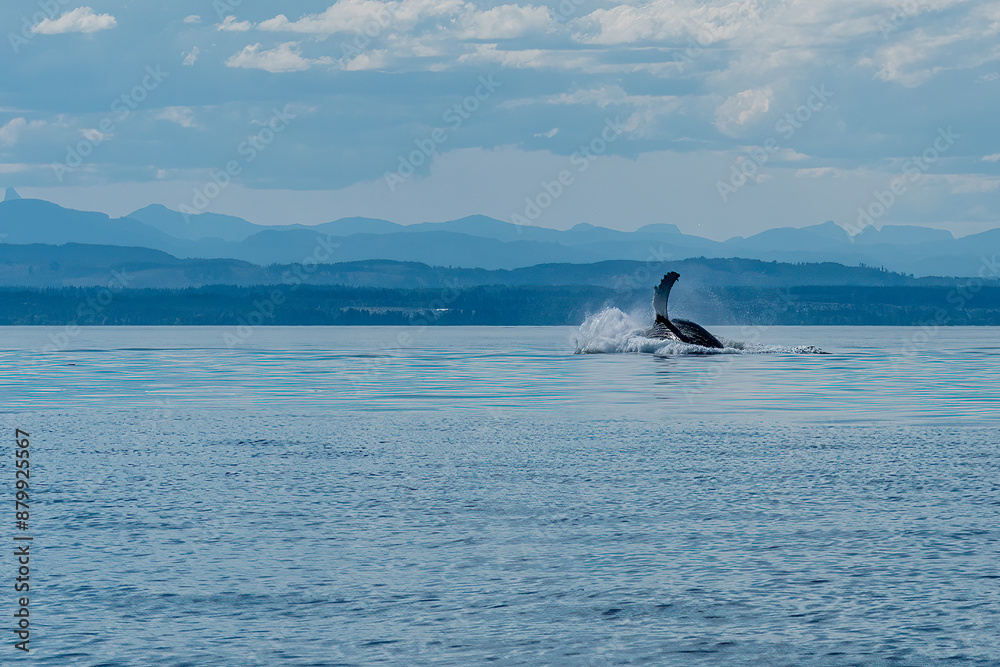 Naklejka premium Humpback flop A huge splash arises as a humpback whale completes a breach against a beautiful BC mountainous skyline