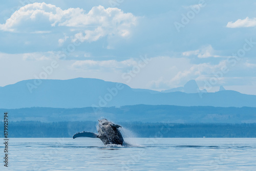 To breach or not to breach
A humpback whale mid breach against a beautiful blue tones BC skyline