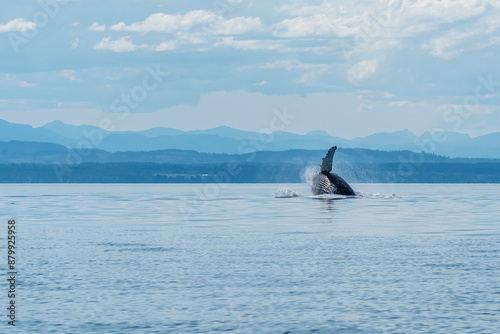 Humpback landing
A humpback lands on its side, pectoral fin pointing skyward after breaching in the beautiful waters off BC Canada