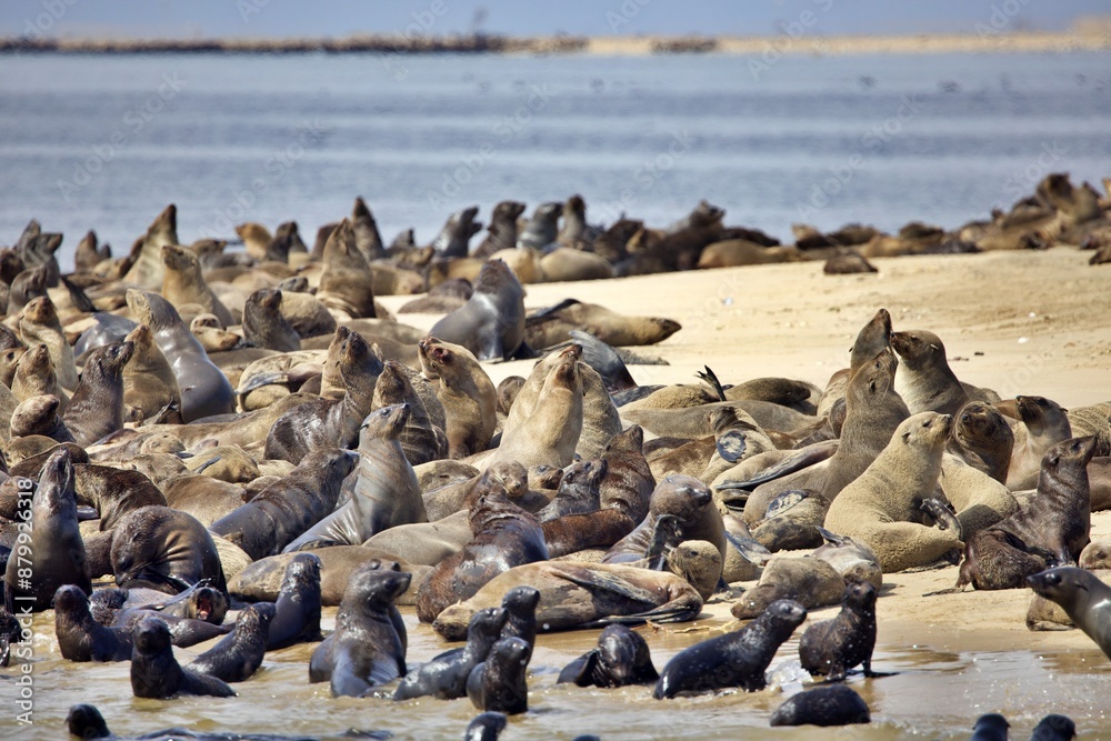 Fototapeta premium Kolonie von Seelöwen