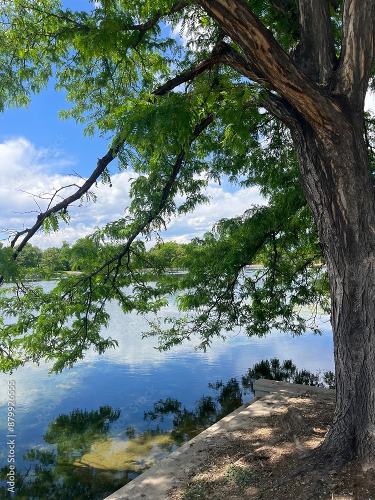 Obraz premium tree by the lake 