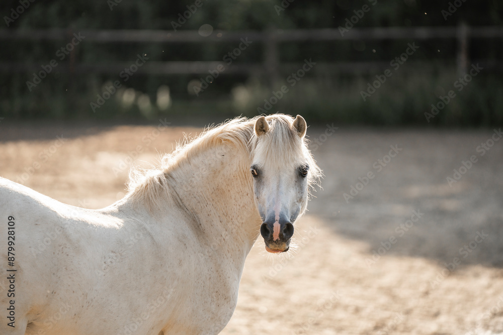Obraz premium white horse in the field