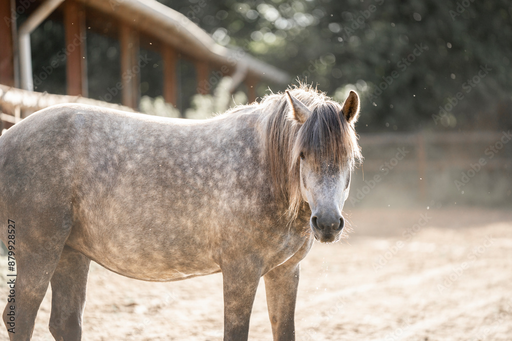 Obraz premium horse in the field paddock paradise farm animal