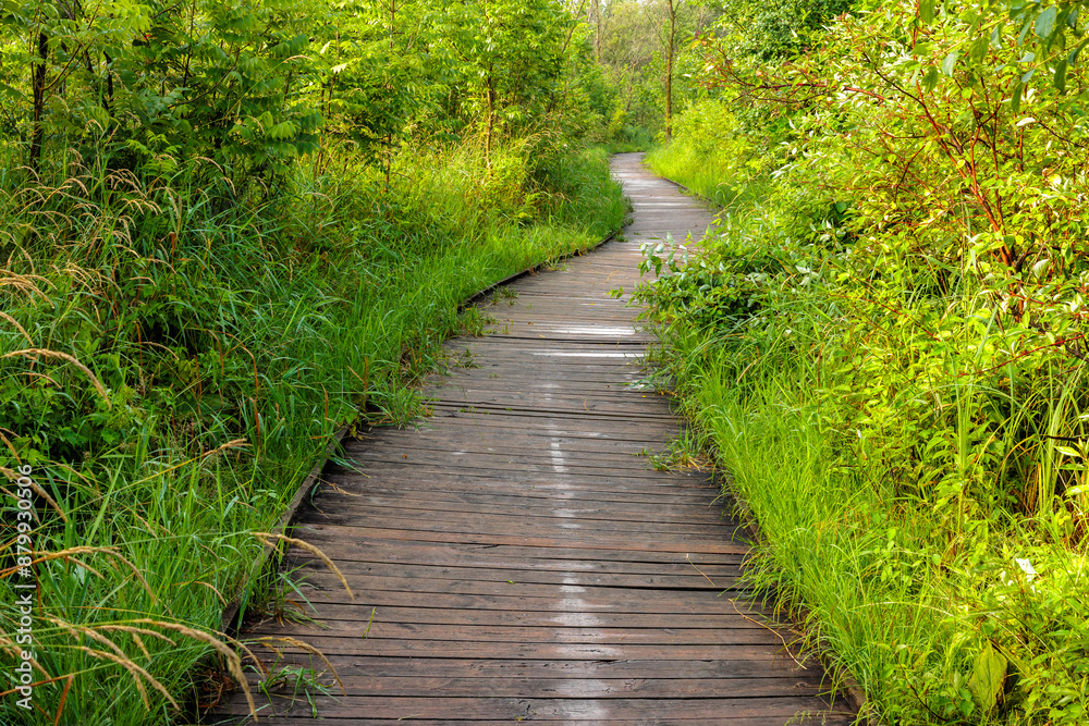 Obraz premium A boardwalk through the overgrown vegetation of a marshy area within Pike Lake Unit, Kettle Moraine State Forest, Hartford, Wisconsin in early July