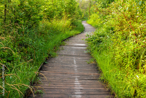 A boardwalk through the overgrown vegetation of a marshy area within Pike Lake Unit, Kettle Moraine State Forest, Hartford, Wisconsin in early July