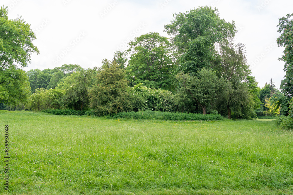 Spring Meadow Texture Background, Green Spring Landscape with Copy Space, Idyllic Meadow Banner Spring Meadow Texture Background, Green Spring Landscape with Copy Space, Idyllic Meadow Banner