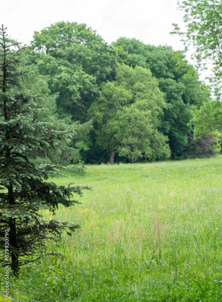 Fototapeta premium Spring Meadow Texture Background, Green Spring Landscape with Copy Space, Idyllic Meadow Banner