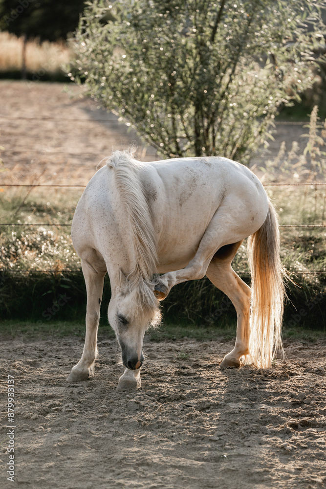 little white pony scratching itch horse little white pony scratching itch horse