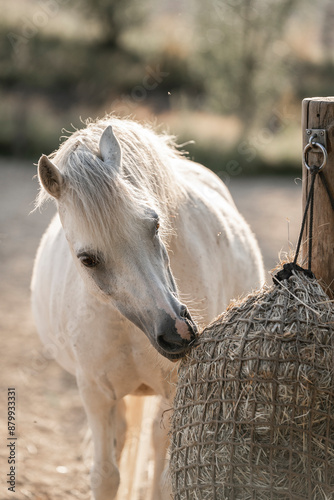 white horse in the farm eating from a hay net
