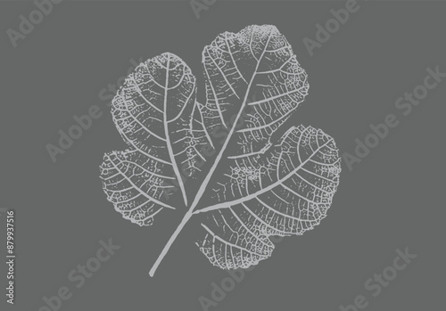 Fig leaves design illustration with stamp effect. Botanical print of a variety of fig leaf specimen.
 photo
