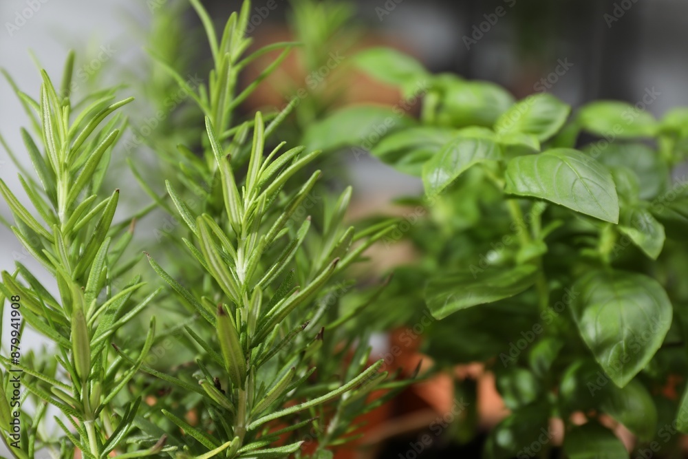 Potted herbs. Basil and rosemary growing indoors, closeup Potted herbs. Basil and rosemary growing indoors, closeup