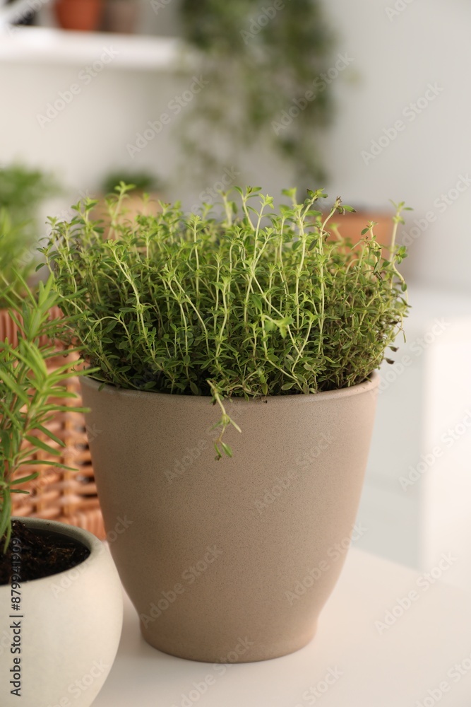 Potted herb. Thyme on white table, closeup