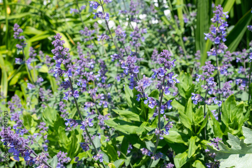 Lesser cat mint (nepeta nepetella) flowers in bloom