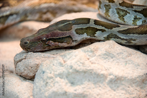 Bilde på lerret Un anaconda venimeux.