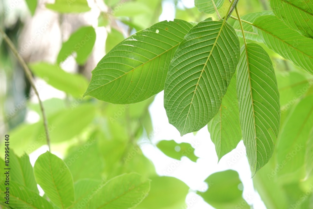 In selective focus Kratom leaves with branches and blurred green leaves background top view In selective focus Kratom leaves with branches and blurred green leaves background top view