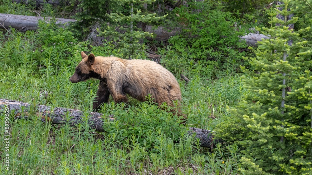 Black bear walking through a lush green forest in Grand Teton National Park Black bear walking through a lush green forest in Grand Teton National Park