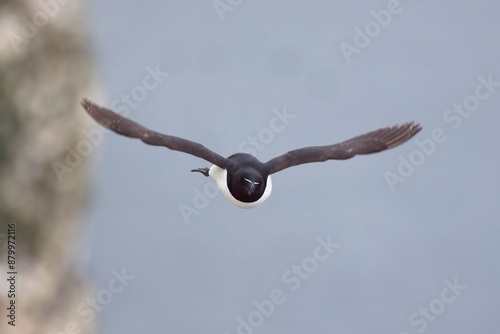 Razorbill in flight