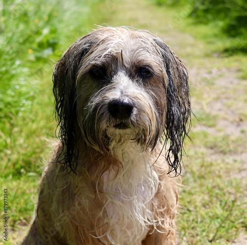 dog on grass Tibetan terrier cute dog happy