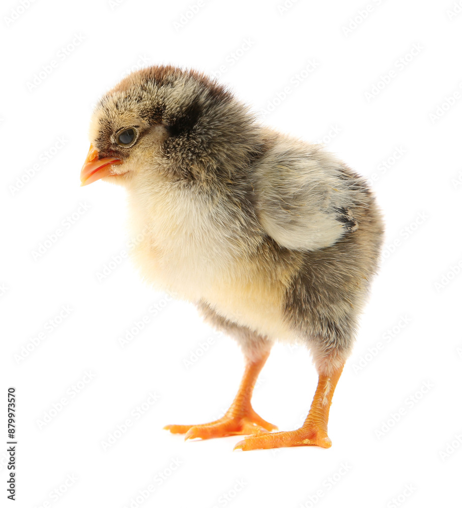 Obraz premium One cute chick isolated on white. Baby animal