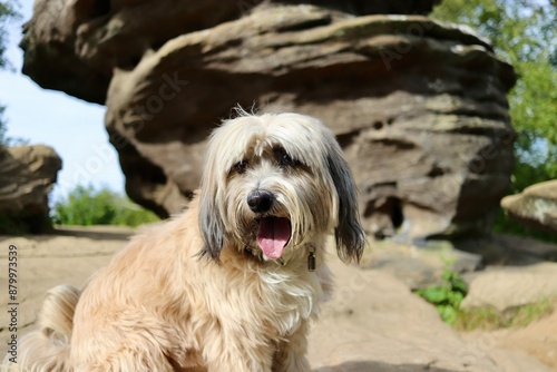 Tibetan terrier cute pet dog portrait of a dog