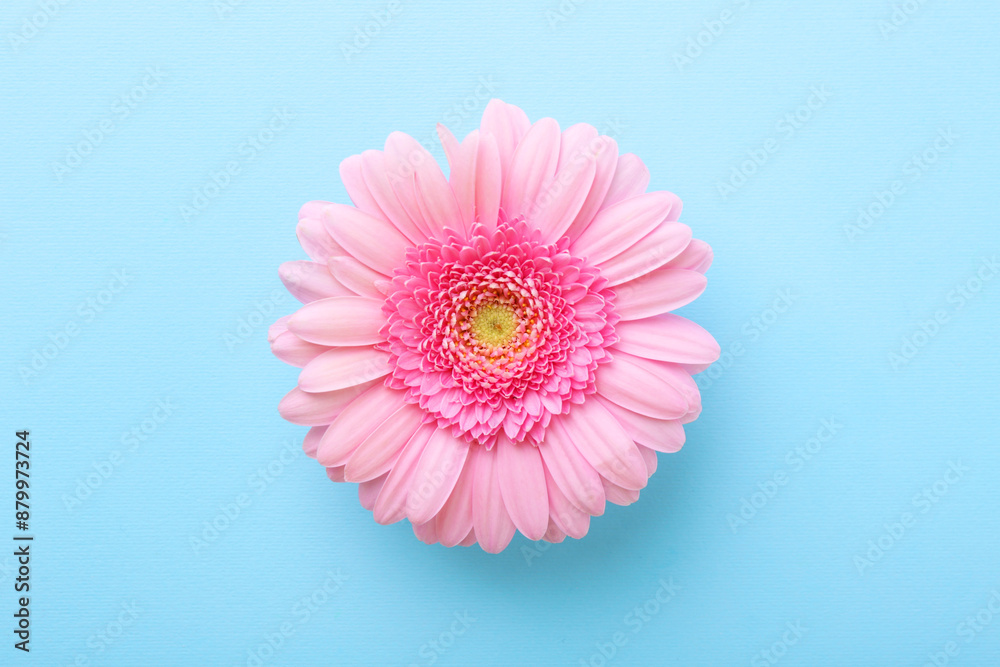 One beautiful pink gerbera flower on light blue background, top view One beautiful pink gerbera flower on light blue background, top view