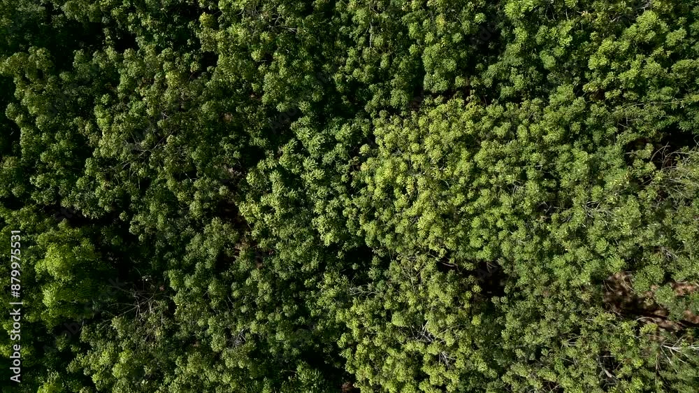 zenithal shot from a drone above the treetops in a lush forest in Vietnam zenithal shot from a drone above the treetops in a lush forest in Vietnam