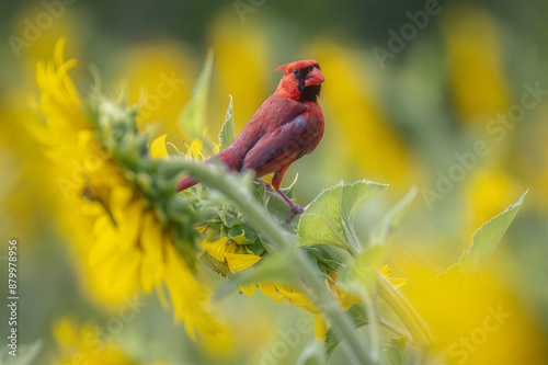 Red Cardinal in Yellow Sunflowers at McGee-Beshers Wildlife Management Area, Poolesville, Maryland. Sunflowers are grown to feed wildlife along the Potomac River. photo