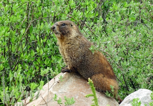 a yellow-bellied marmot  perched on a granite boulder on  a sunny summer day  along the upper straight creek trail in summit county near the eisenhower tunnel in the rocky mountains of colorado     photo