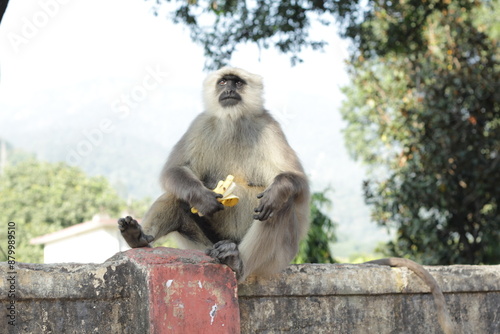 Tufted Grey Langur eating Banana in India photo