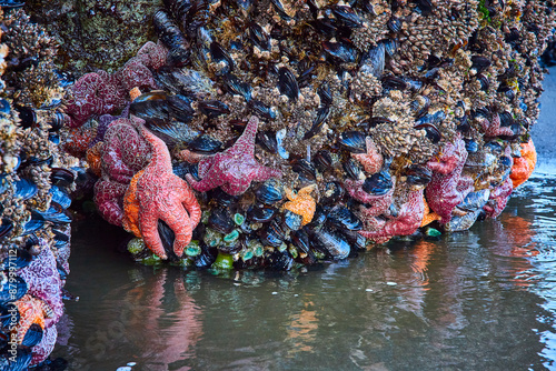 Fotografija Marine Life on Tidal Rock Pool at Eye Level