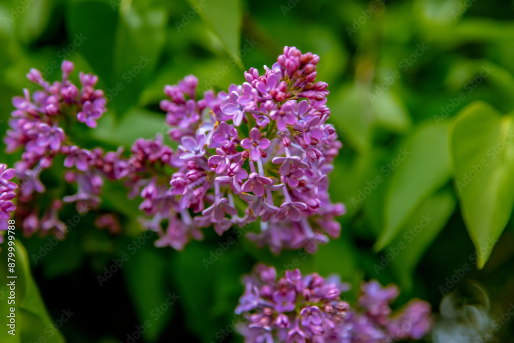 purple lilac on the street. A gentle spring background. Spring May flowers. purple lilac on the street. A gentle spring background. Spring May flowers.