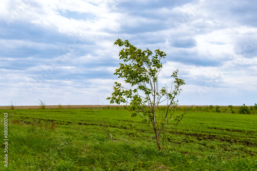 Rural places against a cloudy sky. A rustic landscape. Spring juicy foliage green. Blue sky.