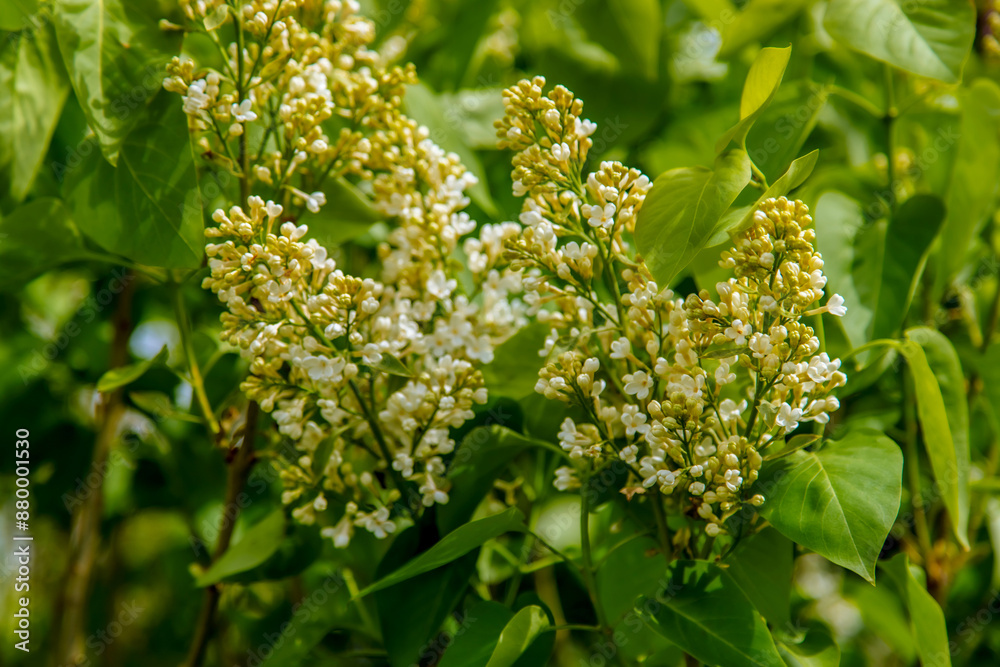 Inflorescences of white lilac on a green background. in nature, the flowers are large and white. the natural background. Inflorescences of white lilac on a green background. in nature, the flowers are large and white. the natural background.