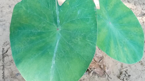 Green taro leaves watered with water. Close up of taro leaves. Commonly known as Colocasia esculenta. 