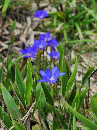 purple flowers