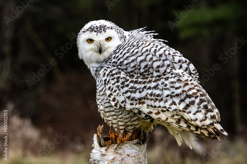 Snowy owl perched on birch stump watching