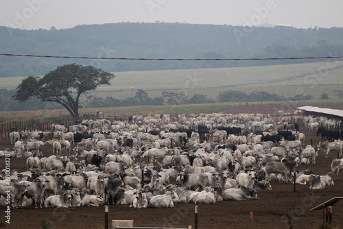 portrait of a cattle feedlot in Mato Grosso do Sul, Brasil