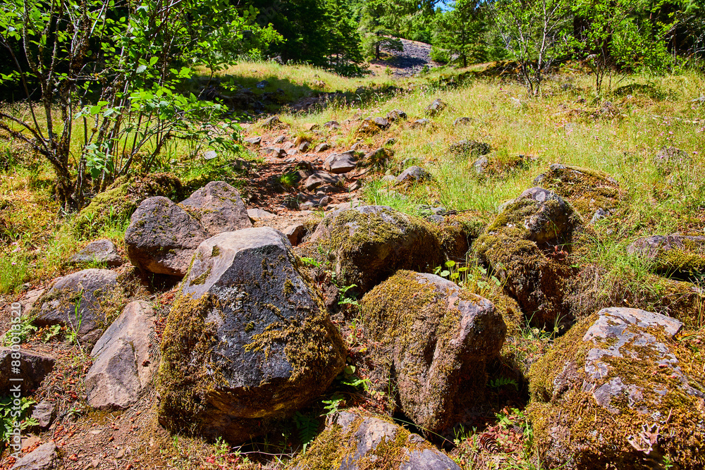 Rocky Forest Trail with Moss-Covered Boulders Eye-Level Perspective Rocky Forest Trail with Moss-Covered Boulders Eye-Level Perspective