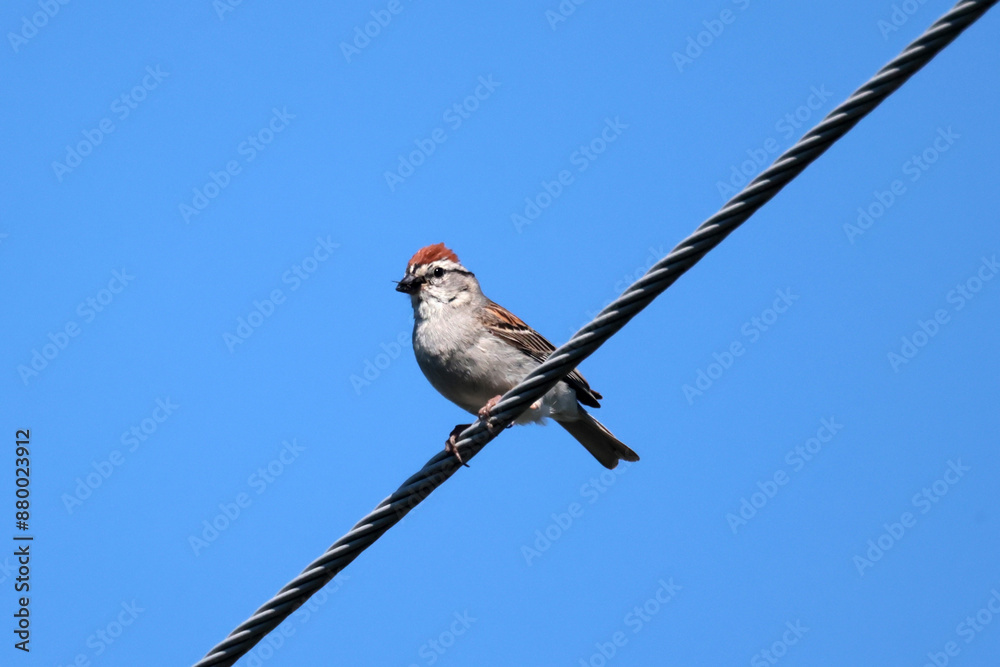 Chipping Sparrow on hydro line with bugs caught for chicks Chipping Sparrow on hydro line with bugs caught for chicks