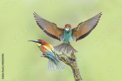 Bee-eater (Merops apiaster), pair, one bird approaching, wildlife, Lake Neusiedl National Park, Seewinkel, Burgenland, Austria, Europe