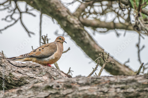 Closeup of a mourning dove perched on a branch.