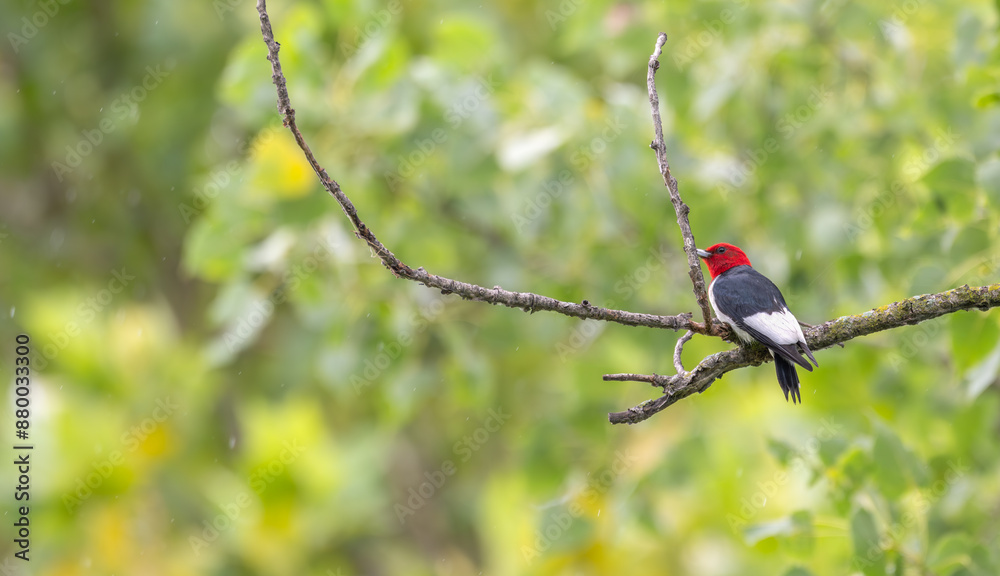 Red-headed woodpecker perched in a tree surrounded by bright green leaves. Red-headed woodpecker perched in a tree surrounded by bright green leaves.