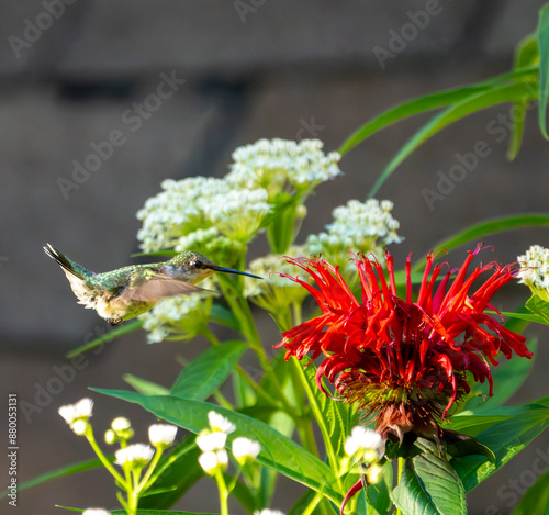Hummingbird 