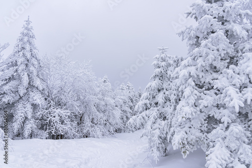 Winter view of heavy snow on hiking trail with hoar frost on the branch of trees at Daegwallyeong and Seonjaryeong Pass near Pyeongchang-gun, South Korea 