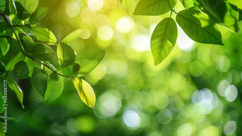 Green Nature Leaf with Bokeh Background in Garden - Cover Page Concept Green Nature Leaf with Bokeh Background in Garden - Cover Page Concept
