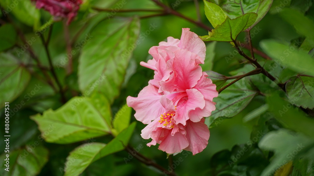 Close-up of pink hibiscus blooming on a tree Close-up of pink hibiscus blooming on a tree