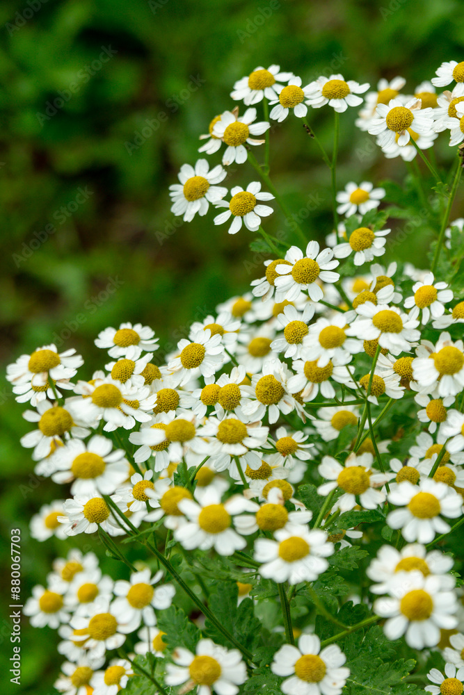 Fototapeta premium Blooming pyrethrum in the summer garden
