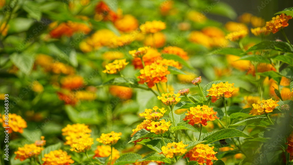 Close-up of colorful Lantana camara flowers blooming Close-up of colorful Lantana camara flowers blooming