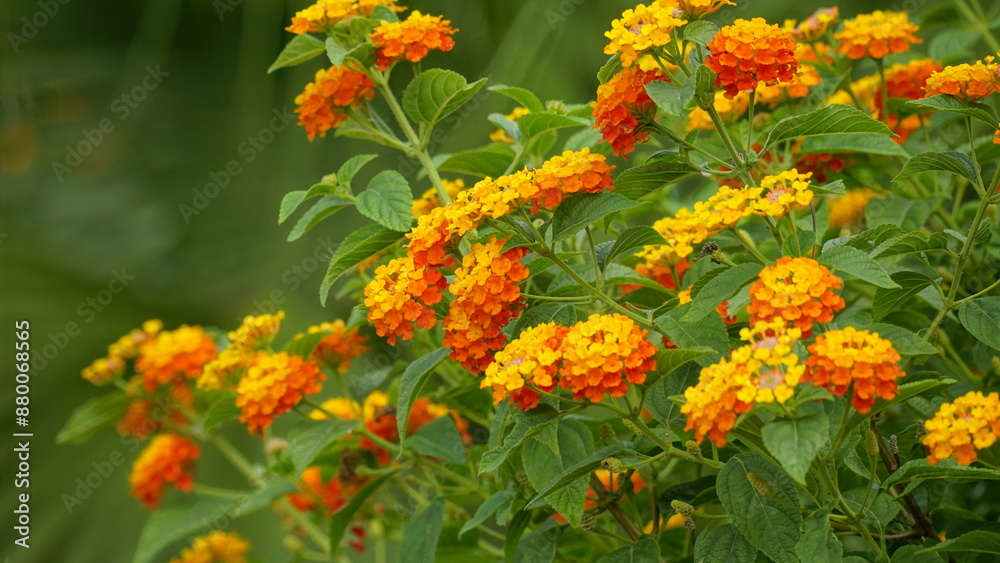 Close-up of colorful Lantana camara flowers blooming Close-up of colorful Lantana camara flowers blooming