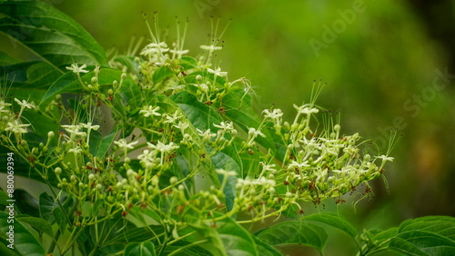 Close-up of Vernonia amygdalina Del